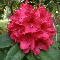 Rhododendron Lord Roberts  AGM