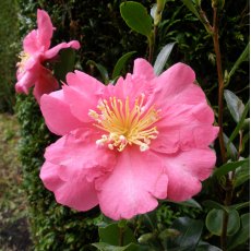 Camellia sasanqua 'Paradise Belinda'