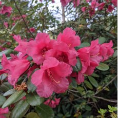 Rhododendron Lovely William