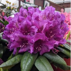 Rhododendron Lupinenberg Laguna