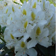 Rhododendron Madame Masson AGM