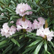 Rhododendron makinoi  AGM
