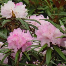Rhododendron makinoi  AGM (best narrow leaf)