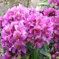 Rhododendron Marcel Menard AGM