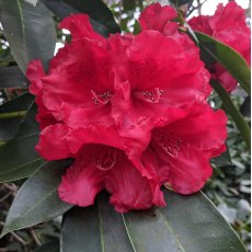 Rhododendron Markeeta's Prize  AGM
