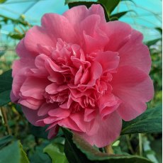 Camellia x williamsii 'Anticipation'  AGM