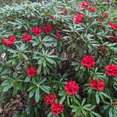 Rhododendron Maxine Childers