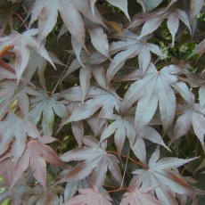 Acer palmatum 'Bloodgood'  AGM