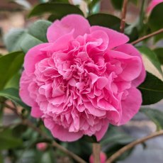 Camellia x williamsii 'Debbie'  AGM