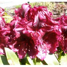 Rhododendron Midnight Beauty