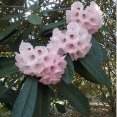 Rhododendron montroseanum