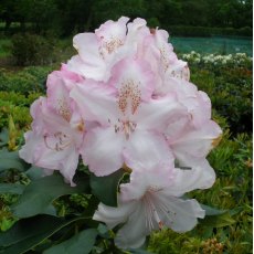 Rhododendron Mrs Charles Pearson  AGM