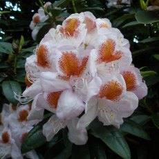 Rhododendron Mrs T.H. Lowinsky  AGM