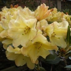 Rhododendron Nancy Evans AGM