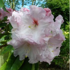 Rhododendron Newcomb's Sweetheart