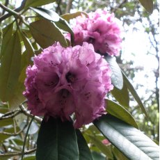 Rhododendron niveum  AGM