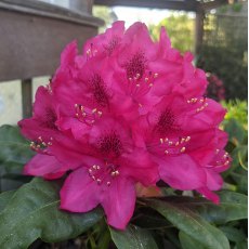 Rhododendron Nova Zembla