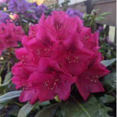 Rhododendron Nova Zembla