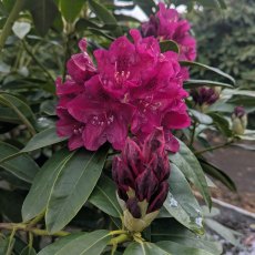 Rhododendron Old Port