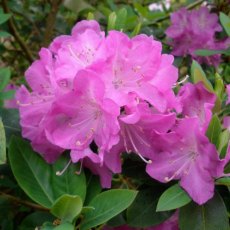 Rhododendron oreotrephes 'Pentland'   AGM