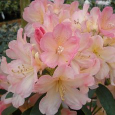 Rhododendron Percy Wiseman  AGM