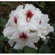 Rhododendron Picobello