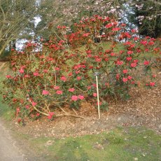 Rhododendron piercei