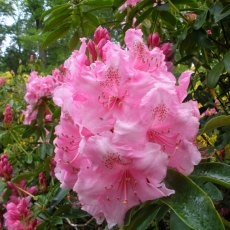 Rhododendron Pink Pearl AGM