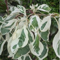 Cornus controversa Variegata  AGM