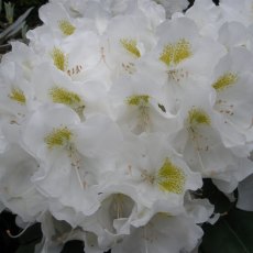 Rhododendron Porzellan  AGM