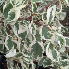 Cornus controversa Variegata  AGM