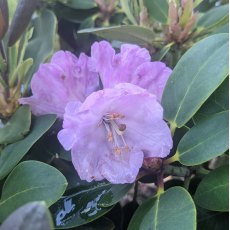 Rhododendron qiaojiaense 'Dusky Pink'
