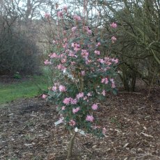Rhododendron racemosum 'Rock Rose'  AGM