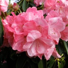 Rhododendron Raoul Millais