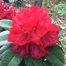 Rhododendron Red Jack