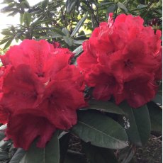 Rhododendron Red Jack