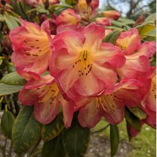 Rhododendron Ring of Fire