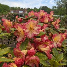 Rhododendron Ring of Fire