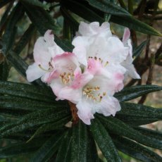 Rhododendron roxieanum var. oreonastes  AGM