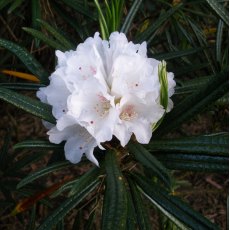 Rhododendron roxieanum var. oreonastes  AGM