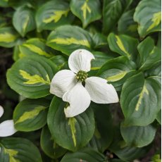 Cornus kousa 'Gold Star'