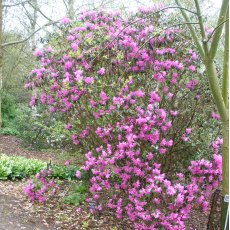 Rhododendron rubiginosum Ted Millais AGM