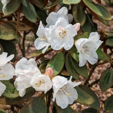 Rhododendron Rusty Dane
