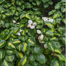 Cornus kousa 'Gold Star'