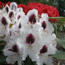 Rhododendron Sappho