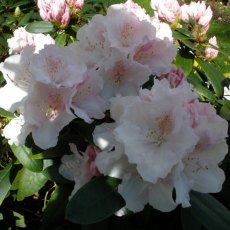 Rhododendron Schneekrone  AGM