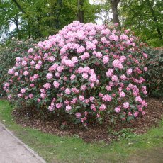 Rhododendron Scintillation AGM