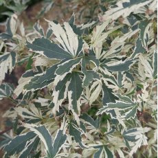 Acer palmatum 'Butterfly'