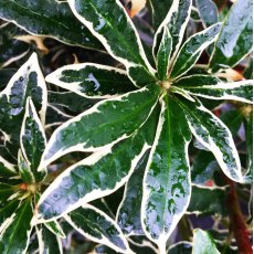 Rhododendron Silver Edge