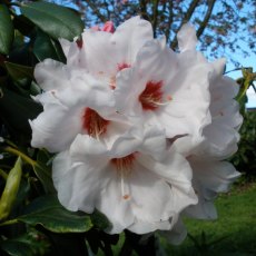 Rhododendron Silver Jubilee  AGM